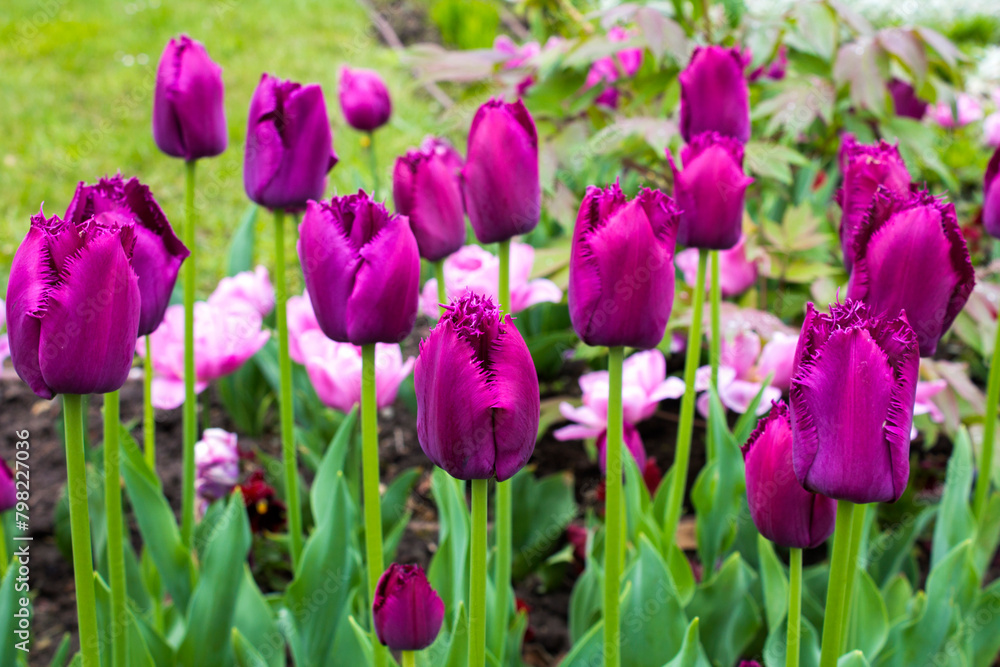 Beautiful view of the purple tulips in the garden. Close-up. Beautiful view of the purple tulips in the garden. Close-up.