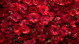 A background adorned with vivid crimson blooms