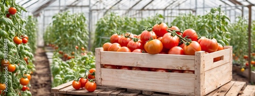 A wooden box with ripe tomatoes outside in the garden. Freshly picked tomatoes in the greenhouse. Local organic product production. Wooden box with harvest vegetables.