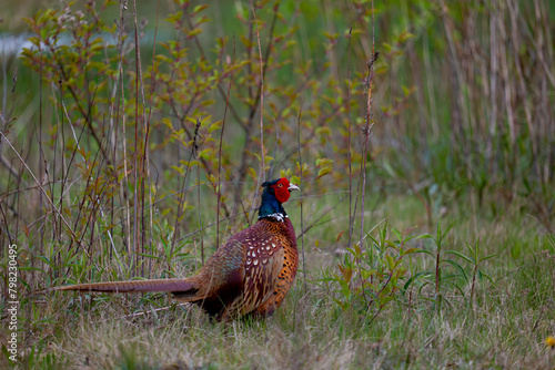 Wallpaper Mural pheasant male in the grass Torontodigital.ca