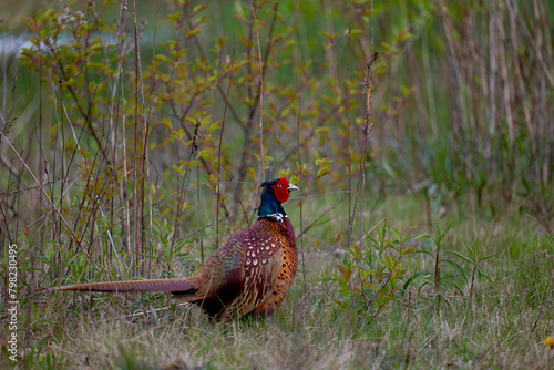 pheasant male in the grass