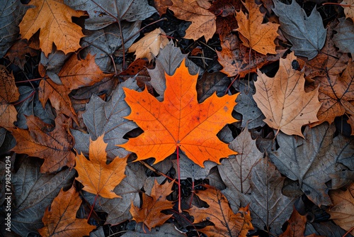 An orange maple leaf on a bed of brown and gray leaves.