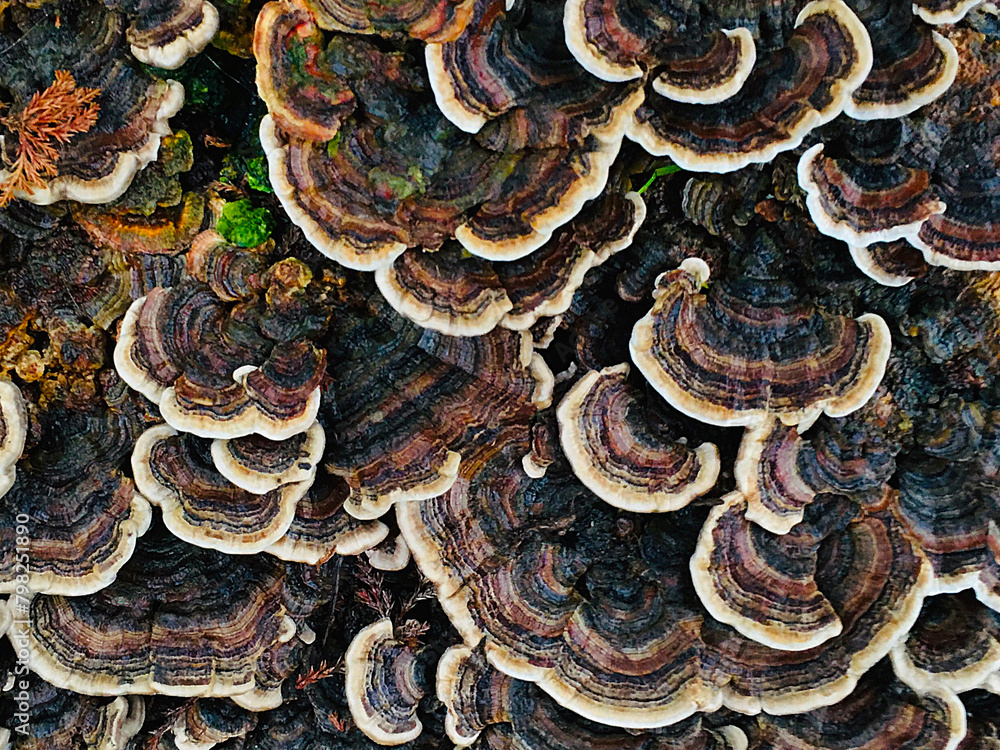 top down circular fungus pattern top down circular fungus pattern