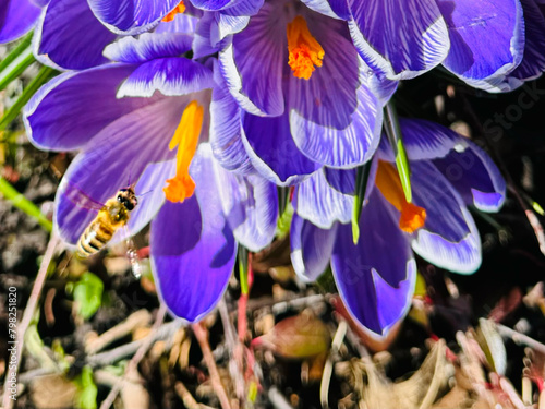 western honey bee in flower