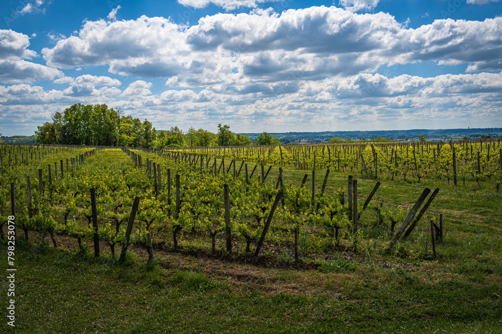 Fototapeta premium Wide-Angle Shot of Vineyard