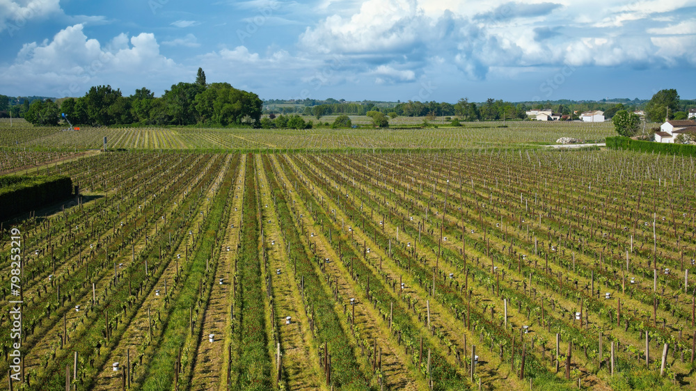 Vineyard in St Emilion