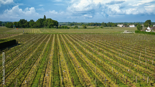 Vineyard in St Emilion