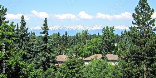 Lush Green Forest View with Snow-Capped Mountains in the Distance Under a Clear Blue Sky