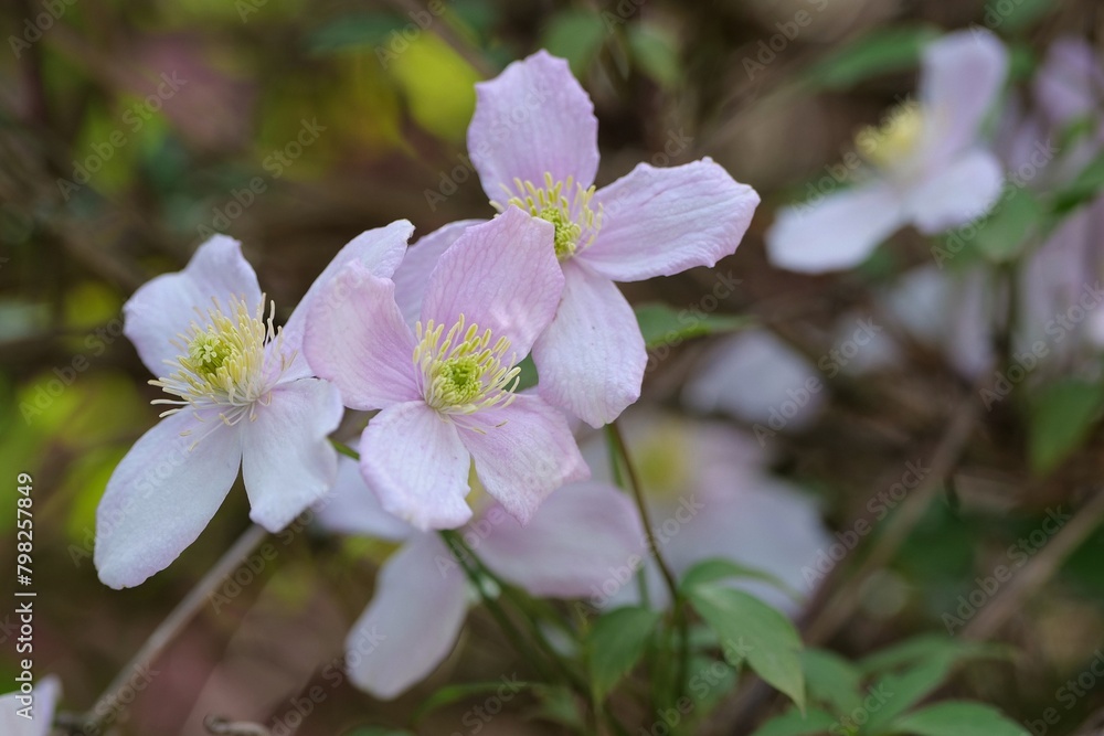 Blüten der Montana Rubens Blüten der Montana Rubens