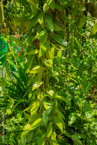 leaves of vanilla orchid flowering plant, flat leaved vanilla