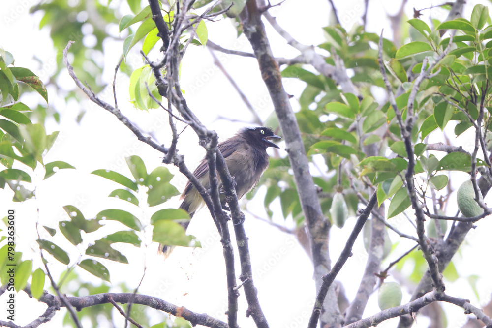 The azure-naped jay (Cyanocorax heilprini) is a species of bird in the family Corvidae. This photo was taken in Colombia. The azure-naped jay (Cyanocorax heilprini) is a species of bird in the family Corvidae. This photo was taken in Colombia.