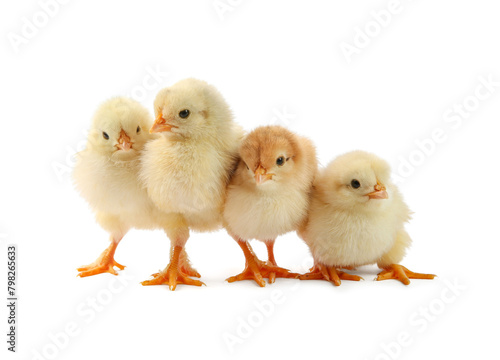 Wallpaper Mural Many cute chicks isolated on white. Baby animals Torontodigital.ca