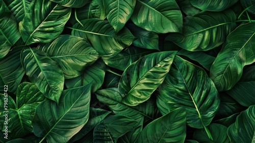 close-up nature view of tropical green leaves and palms background. Flat lay, dark nature concept