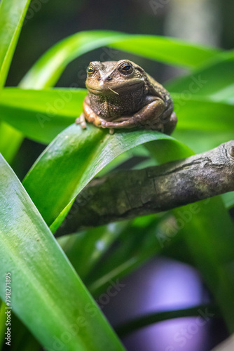 Andean Marsupial Tree Frog