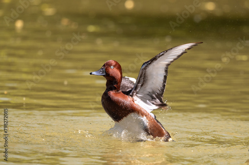 Ferruginous Duck on a pond