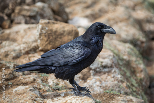 Canvas Print Common raven corvus corax at Caldera blanca volcano, Lanzarote, Spain