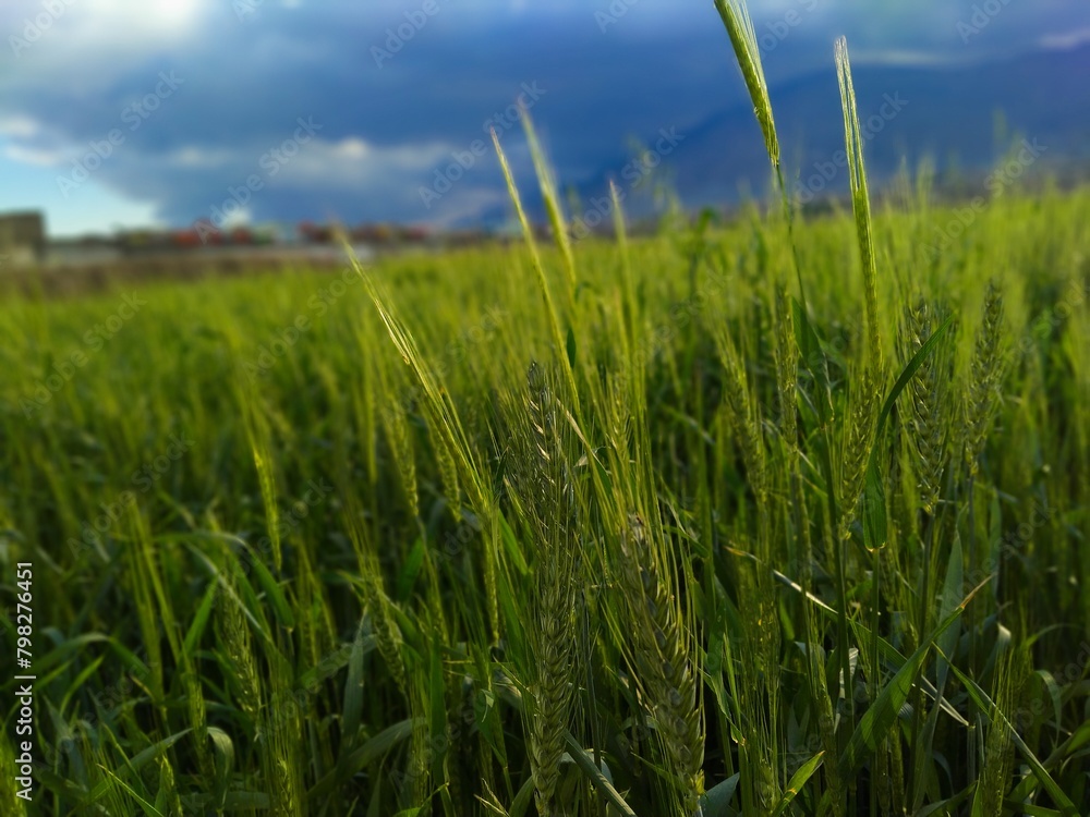 Obraz premium green wheat field