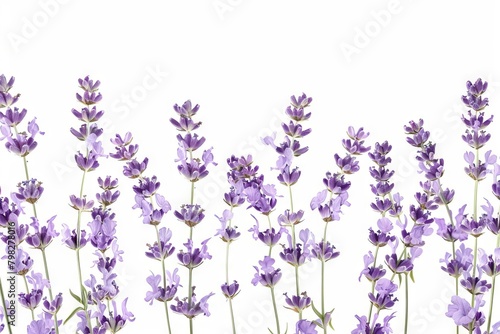 delicate lavender flowers on pure white background digital illustration
