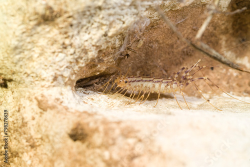 close-up view of house centipede (Scutigera coleoptrata) in the forest . Sardinia, Italy © antasfoto