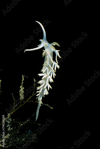white flabellina nudibranch or sea slug (Luisella babai) Alghero, Capo Caccia, Sardinia, Italy. Mediterranean sea photo