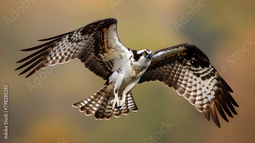 Harmony in Motion: Majestic Osprey Bird Caught in Mid-Flight