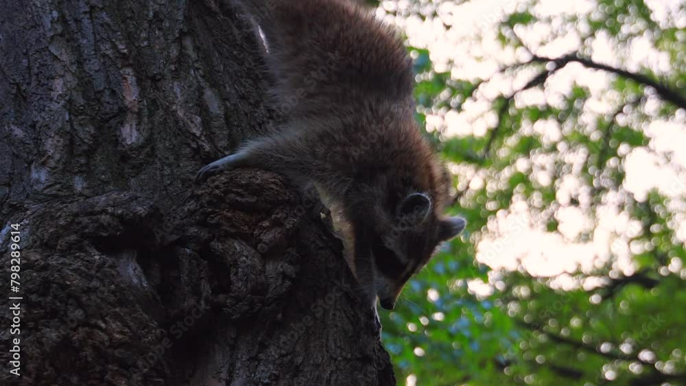 NEW YORK, NEW YORK - USA MAY 8: A wild raccoon climes on the tree and looking for foods at Central Park during dusk in New York City on May 8, 2023.
NEW YORK, NEW YORK - USA MAY 8: A wild raccoon climes on the tree and looking for foods at Central Park during dusk in New York City on May 8, 2023.