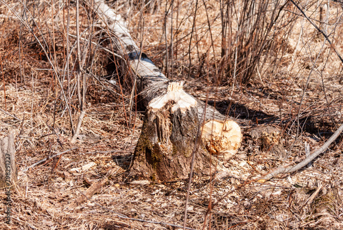 A tree cut down by beavers in a forest. Shown are the stump and the felled log.