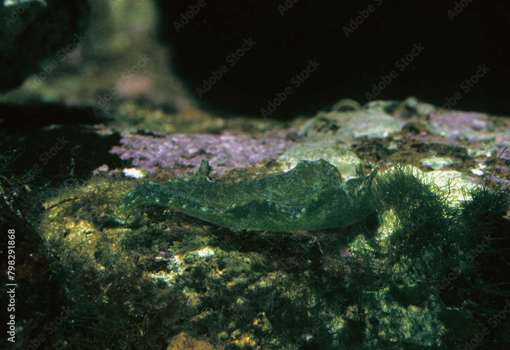 Solar-powered sea slug on rock, green velvet snail, green elysia, sap ...