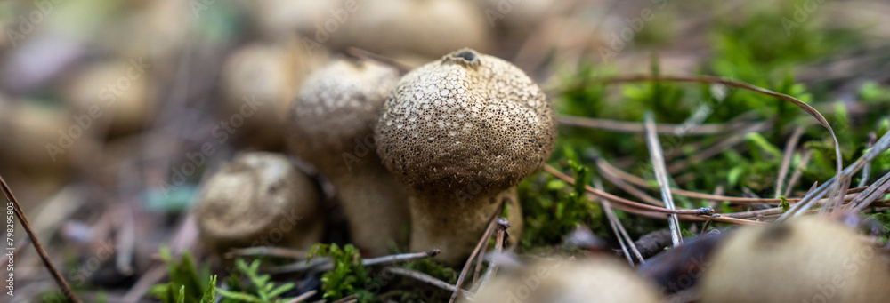 Autumn mushroom in the forest, close up, natural, stock photography