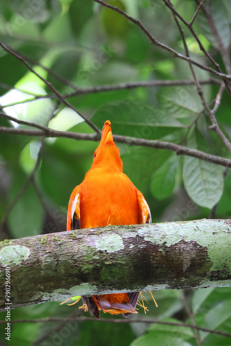 The Guianan cock-of-the-rock (Rupicola rupicola) is a species of cotinga, a passerine bird from South America. This photo was taken in Colombia. photo