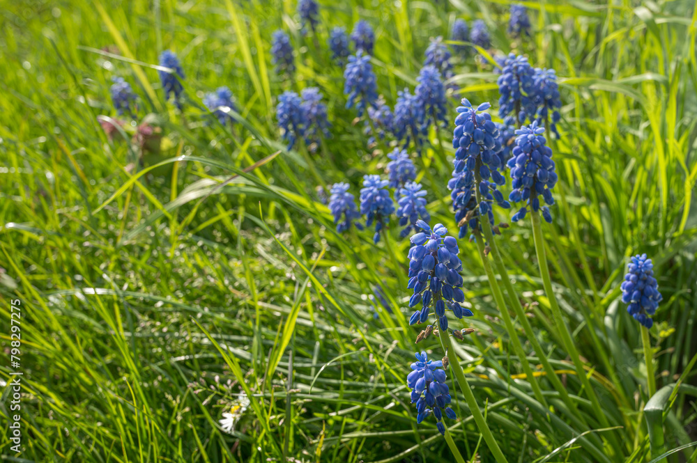 pearl hyacinths on a lawn in the sunshine