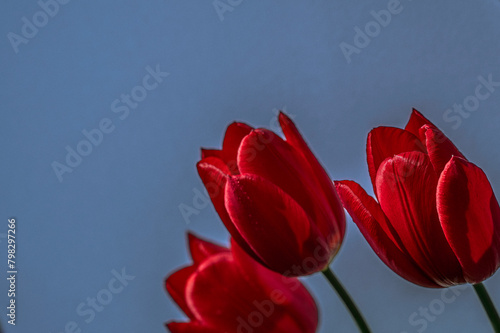 Obraz na płótnie three red tulips against a blue sky w salonie