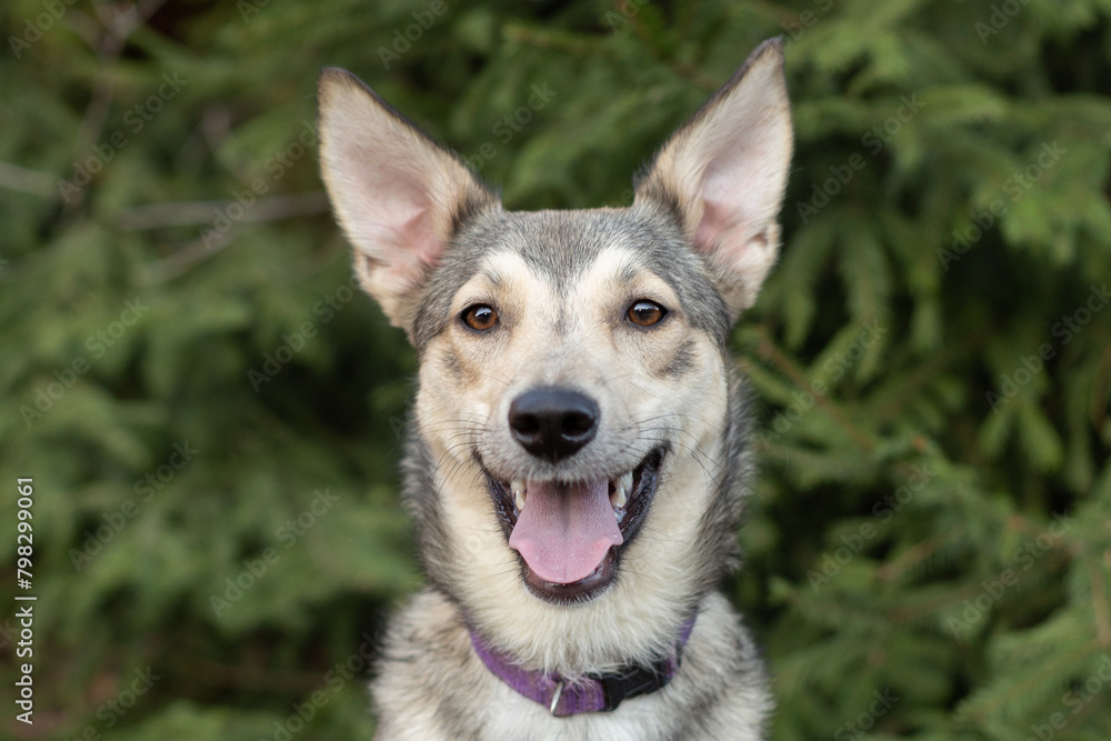 Portrait of a gray dog with an open mouth against a background of green spruce Portrait of a gray dog with an open mouth against a background of green spruce