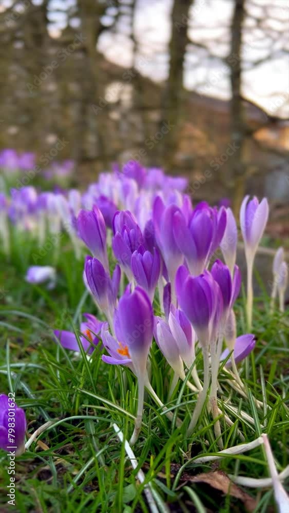 Close up of homegrown young green chive onion growing in the garden outdoors