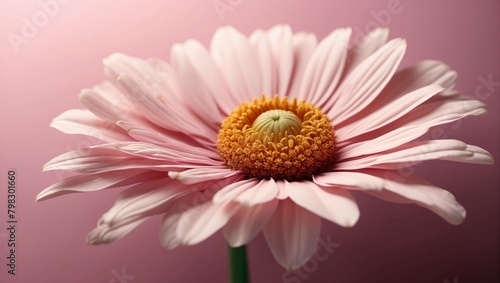 pink daisy gerbera  pink daisy flower  pink gerber daisy