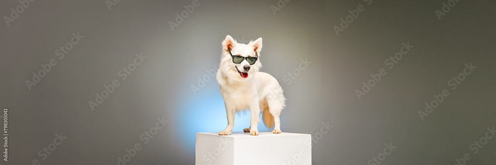 dog wearing sunglasses on white podium