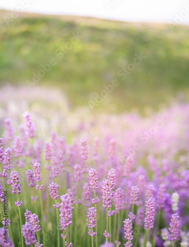 Lavender bushes closeup on sunset. Sunset gleam over purple flowers of lavender. Provence region of France. © Kotkoa