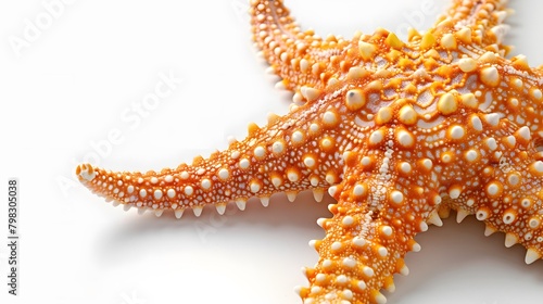 The caribbean starfish on a white background.