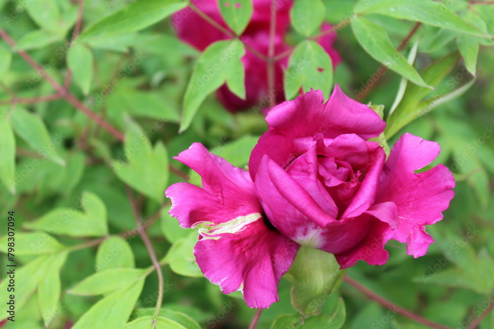 spring flowers, beautiful pink peony flower close-up with green fresh leaves spring flowers, beautiful pink peony flower close-up with green fresh leaves