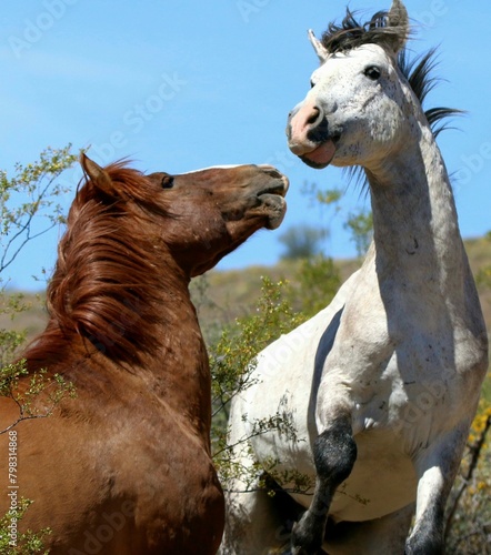Horseplay Between Two Wild Stallions  photo