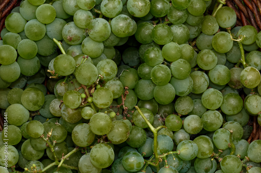 Freshly picked bunches of green grapes have been placed in a wicker basket Freshly picked bunches of green grapes have been placed in a wicker basket
