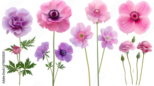 A collection of purple and pink flowers on a transparent background.