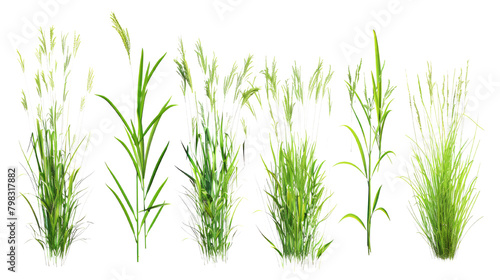 Fresh green grass on a transparent background.