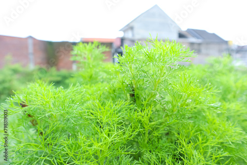 Artemisia capillaris or Virgate wormwood, known as yin chen, traditional chinese medicine