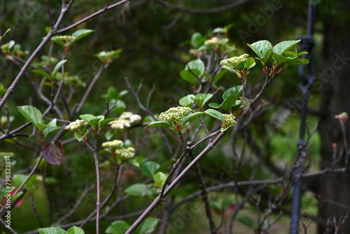 Viburnum japonicum flowers. Adoxaceae evergreen tree.Blooms small flowers in April and berries that turn red in fall are edible.