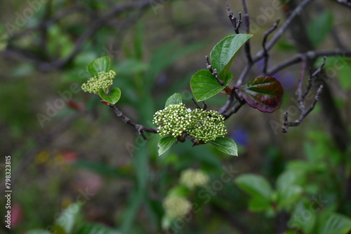 Viburnum japonicum flowers. Adoxaceae evergreen tree.Blooms small flowers in April and berries that turn red in fall are edible.