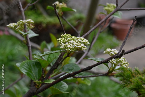 Viburnum japonicum flowers. Adoxaceae evergreen tree.Blooms small flowers in April and berries that turn red in fall are edible.