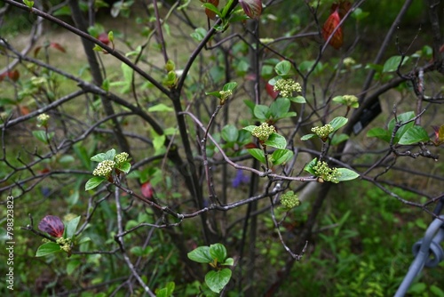 Viburnum japonicum flowers. Adoxaceae evergreen tree.Blooms small flowers in April and berries that turn red in fall are edible.