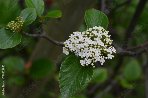 Viburnum japonicum flowers. Adoxaceae evergreen tree.Blooms small flowers in April and berries that turn red in fall are edible.