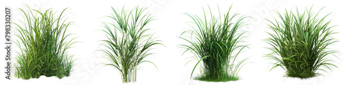 Vetiveria zizanioides (Vetiver Grass) Jungle Botanical Grass   Hyperrealistic Highly Detailed Isolated On Transparent Background Png File photo